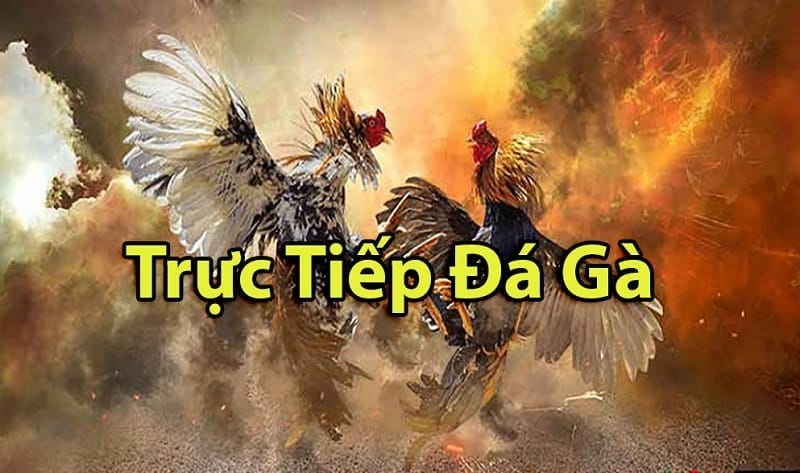 https://valu.pw/tim-hieu-ve-da-ga-thomo-campuchia/